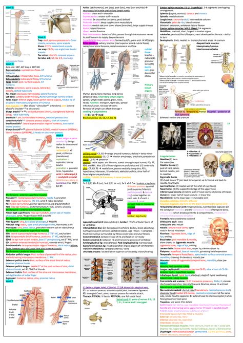 Anatomy Cheat Sheet