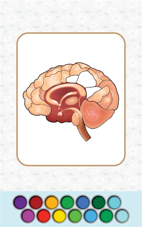 Anatomy Coloring Book App on Amazon Appstore