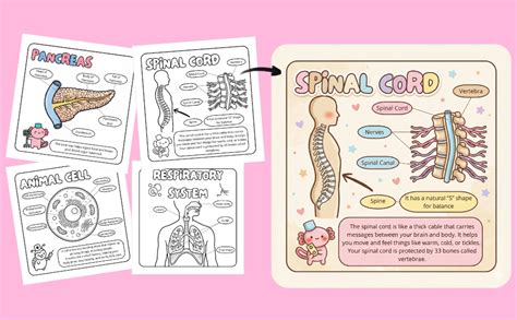 Anatomy Coloring Book Kapi
