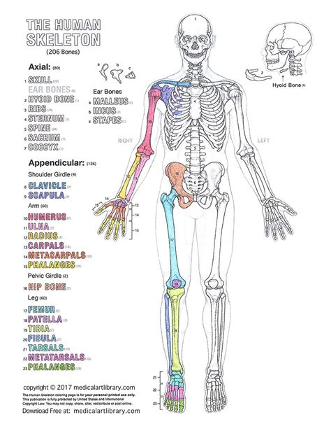 Anatomy Coloring Pages Human Bone Structure Free Printable Coloring Pages