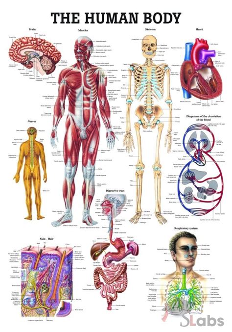Anatomy Diagrams Human Body