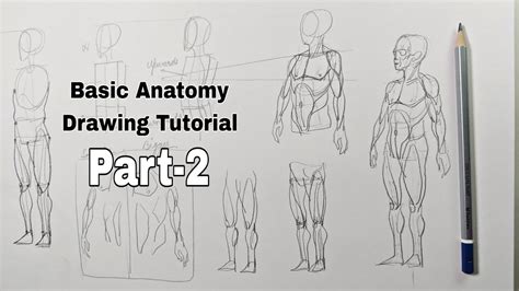 Anatomy Drawing Lessons (2024)
