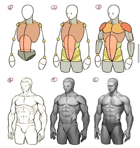 Anatomy Drawing Male