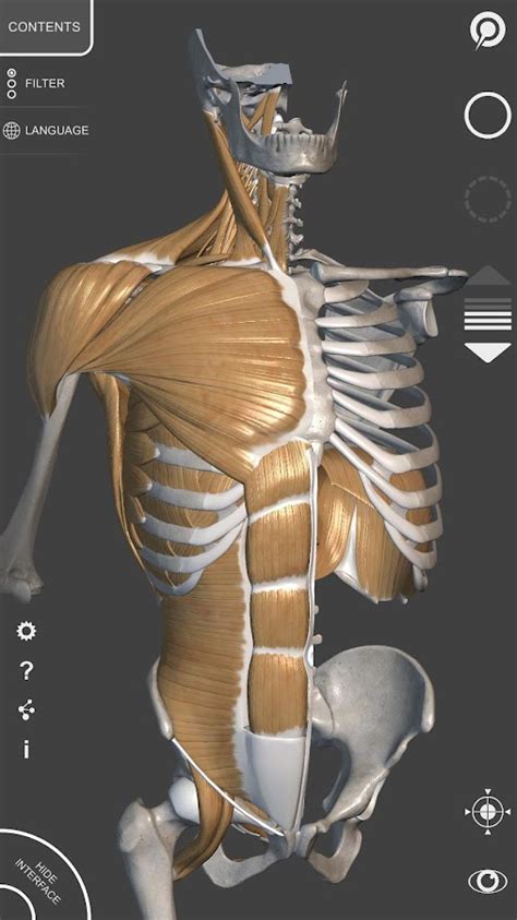 Anatomy For The Artist Apps For Android Appnaz Com