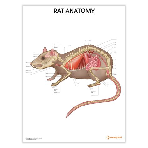 Anatomy Human Guide Rat Lab