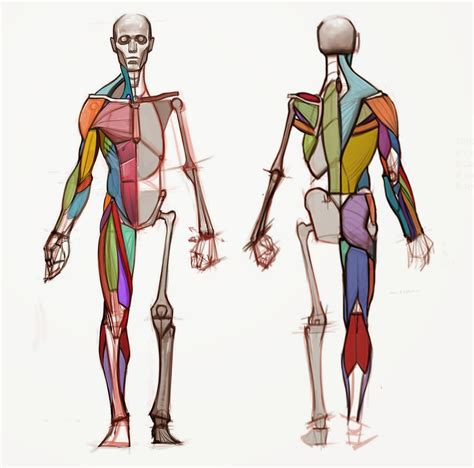 Anatomy Muscles Drawing