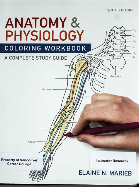 Anatomy Physiology Coloring Workbook A Complete Study Guide