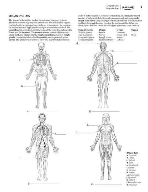 Anatomy Physiology Coloring Workbook Answer Key
