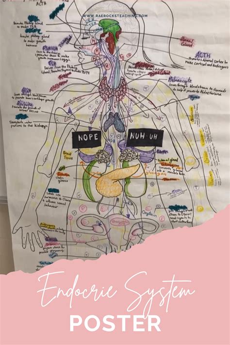 Anatomy Physiology Project Yayscienceclass