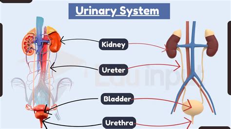 Anatomy Tables - Urinary System