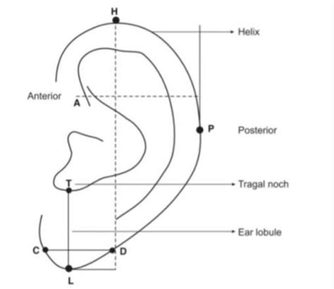 Anatomy and Anthropometry of the Ear SpringerLink