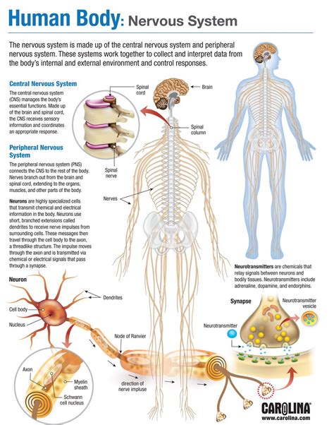 Anatomy and Physiology of the Nervous System Notes Diagrams