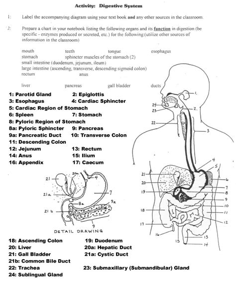 Anatomy and physiology digestive system guide answer. - Konica minolta qms 2060 pagework 20 service repair manual.