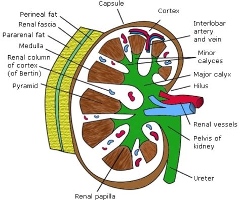 Anatomy and physiology kidney dissection guide. - Bmw clutch cable replacement manual r1100rt.
