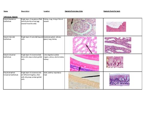 Anatomy and physiology lab practical tissues.  Simple squamous epithelium B.  Feb 22, 2026 · ...