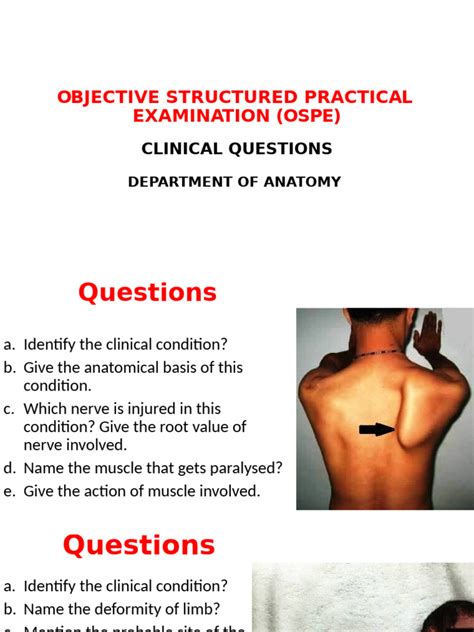 Anatomy clinical questions.  Section 2: Clinical Scenario-Based Questions A ...