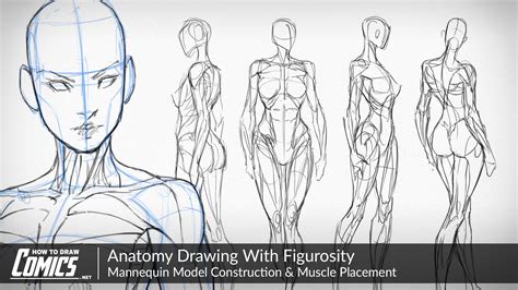 Anatomy for drawing. Draw front, back and profile views of male and female figures. Best ways to sketch poses. Use anatomy guides to drawing figures in perspective. Differences in male and female bodies and heads. Create stylized characters based on references. Take your own photo references of the exact poses you want. Transform sketch work into digital line art. 