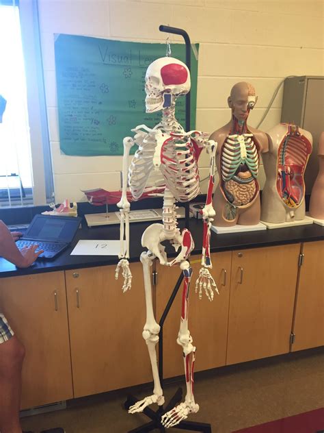 Anatomy and Physiology 1: Lab Practical 3: Muscles. 1