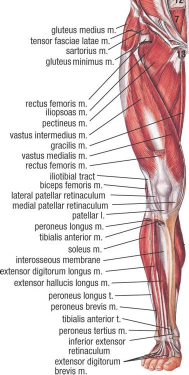 Anatomy lab practical 2.  Anatomy - Labeling muscles of lower limb 41 terms makayla_flat...