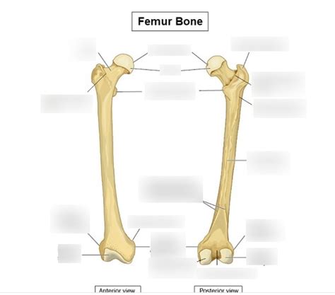 Anatomy mod 2 Diagram Quizlet