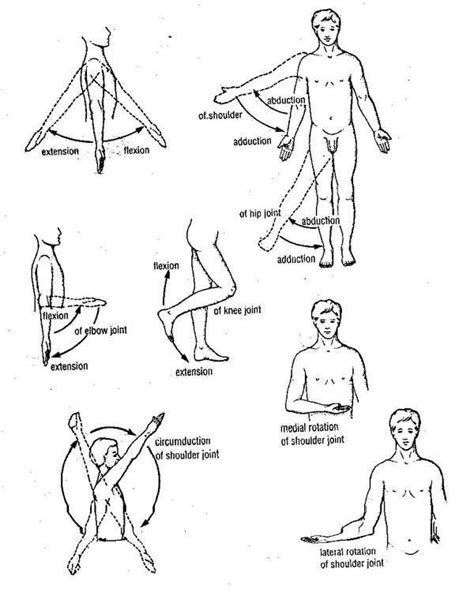 Anatomy movement words Diagram Quizlet