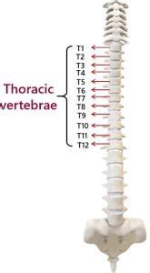 Anatomy of Rib Cage - Biology Reader