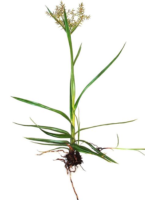 Anatomy of Yellow Nutsedge (Cyperus esculentus) Weed …