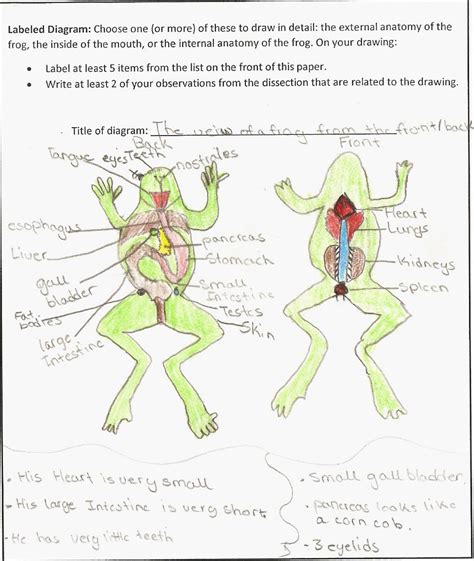 Anatomy of a frog study guide answers. - The visual artists manual by susan a grode.
