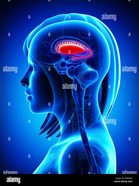 Anatomy of brain putamen and caudate nucleus- cross section