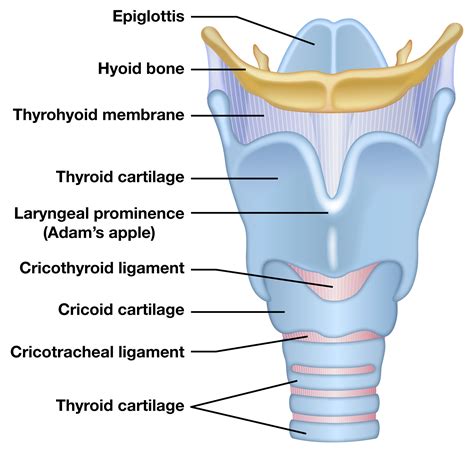 Anatomy of larynx / Anatomy Of Larynx And Trachea - PPT - DNB …