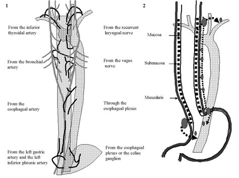 Anatomy of lymphatic drainage of the esophagus and lymph node ...