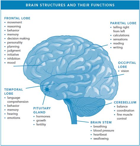 Anatomy of the Brain: Structures and Their Function