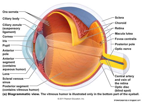 Anatomy of the Eye - Health Encyclopedia - University of Rochester …