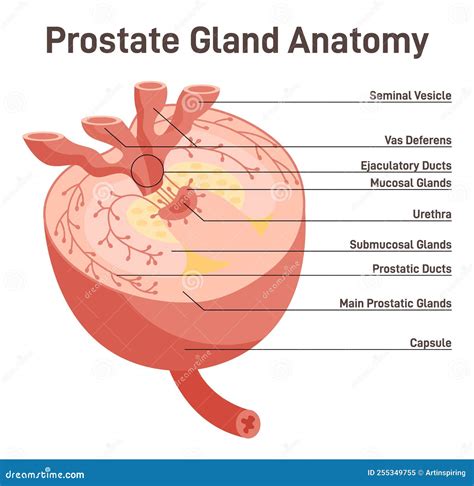 Anatomy of the Prostate Gland