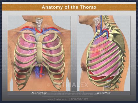 Anatomy of the Thorax: The Lungs - Trial Exhibits Inc.