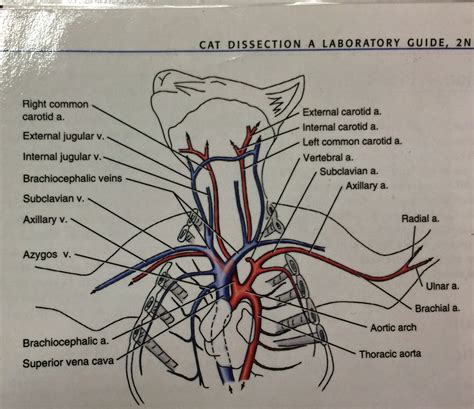 Anatomy of the cat circulatory system separate from atlas and dissection guide for comparative anatomy 5e. - Julius caesar academic vocabulary study guide answers.
