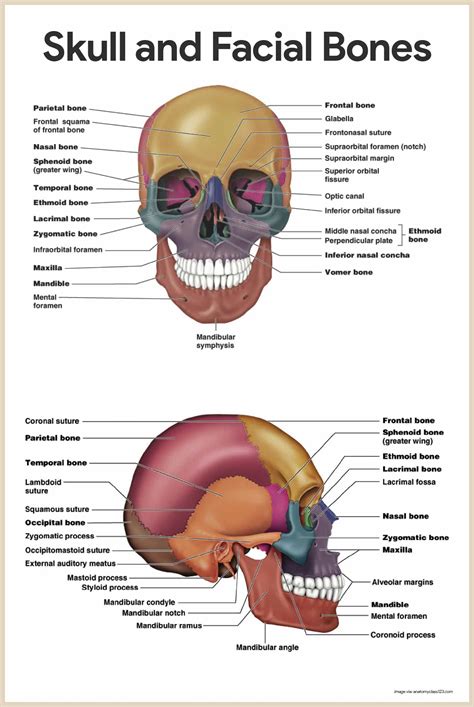 Anatomy skull bones study guide labeling. - Skrabbig och skrallig, karsk och katig.