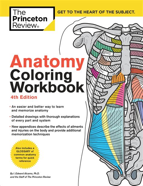 Full Download Anatomy Colouring Book For Students  Even Adults The Anatomy Colouring Book And Physiology Workbook With Magnificent Learning Structure By Patrick N Peerson