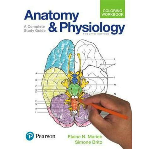 Anatoy coloring workbook study guide nervous tisssue. - Como elaborar y usar los manuales administrativos rodriguez valencia.