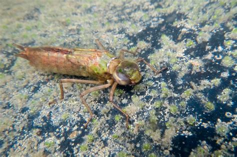 Anax Figueiredo Leaked XXX 🍆 88 Photos