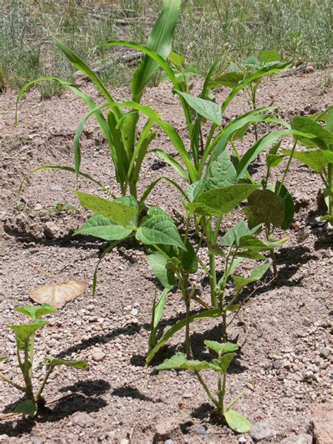 Ancestral Pueblo Farming - National Park Service