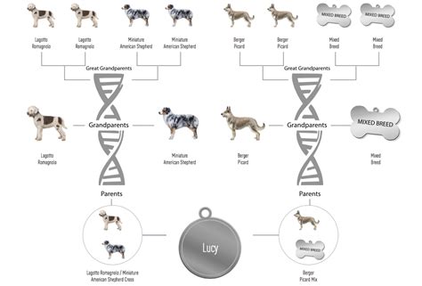 Ancestry dog dna. The team sequenced the genomes of 10 modern Greenland sled dogs and compared them to not only a 9,500-year-old sled dog (represented by a mandible found on Zokhov Island, Siberia) but also a ... 