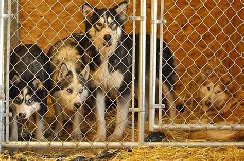 Anchorage animal shelter. Things To Know About Anchorage animal shelter. 