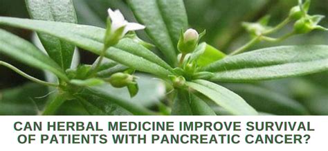 Ancient Chinese medicine may aid pancreatic cancer treatments