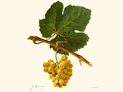 Ancient Grape DNA Tells the Prolific History of Wine