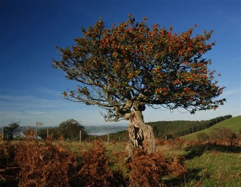 Ancient and unusual trees The Wildlife Trusts