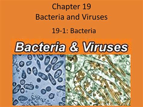 And 19 Viruses Test Answer Bacteria Key Chapter