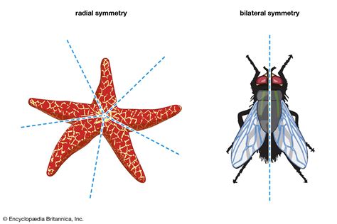 And Classification Body Symmetry Animal Answers