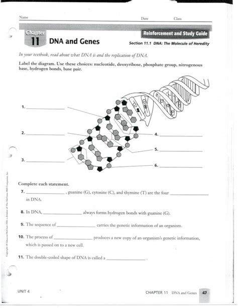 And Dna Reinforcement Study Guide