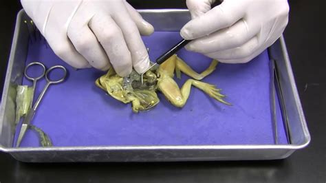 And Frog Dissection Analysis Lab Conclusion